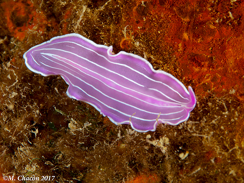 Pink Flatworm, photo 1 of 10