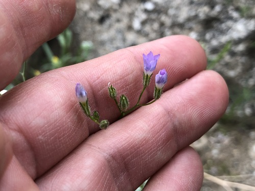 iNaturalist observation photo of Star Gilia