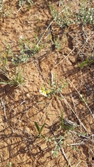Goodenia fascicularis