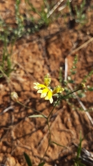 Goodenia fascicularis