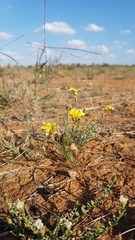 Goodenia fascicularis