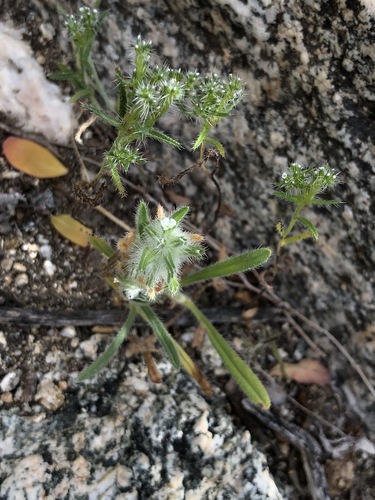 iNaturalist observation photo of bearded cryptantha