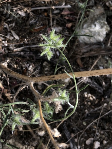 iNaturalist observation photo of borage family