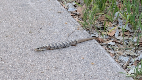 Arizona Alligator Lizard [nobilis], Elgaria kingii