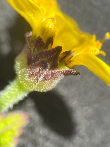 Lipochaeta subcordata observed 2026-04-01