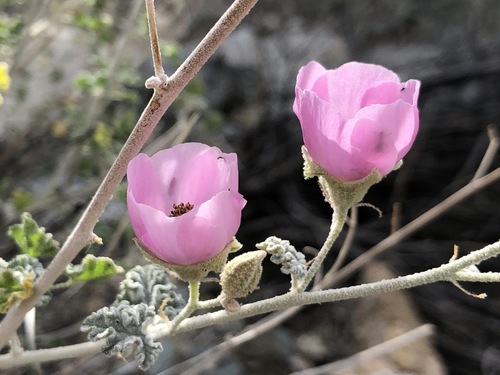 iNaturalist observation photo of Rose Globemallow