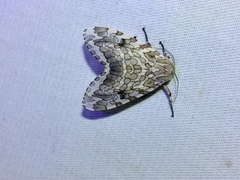 Hypercompe abdominalis