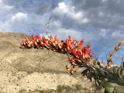 iNaturalist observation photo of ocotillo