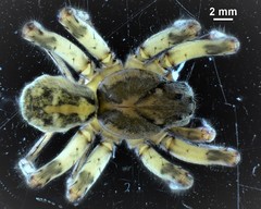 Notocosa bellicosa