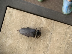 Archodontes melanopus