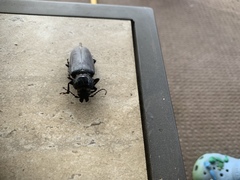 Archodontes melanopus