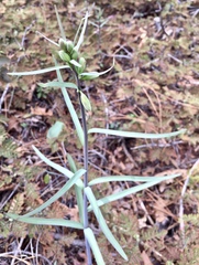 Fritillaria micrantha