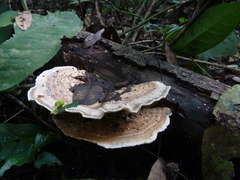 Basidiomycota