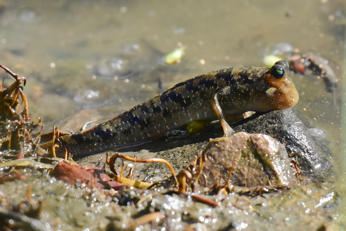 Barred mudskipper (Periophthalmus argentilineatus) — Gobiidae — 2