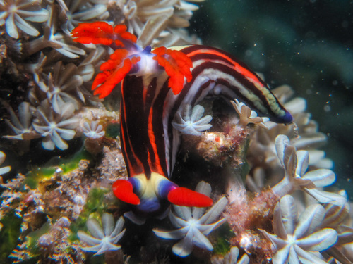 Nembrotha lorosae