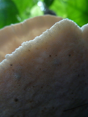 Basidiomycota