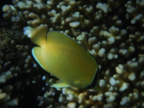Citron butterfly (Chaetodon citrinellus) — Chaetodontidae — 5