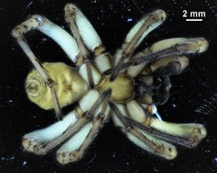 Notocosa bellicosa