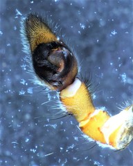 Notocosa bellicosa