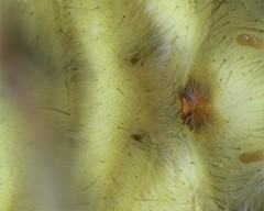 Notocosa bellicosa
