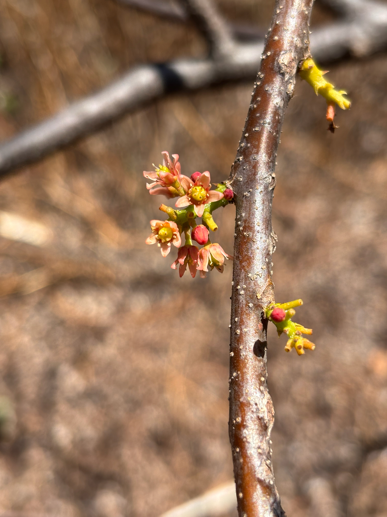 Red Mombin (Spondias purpurea)
