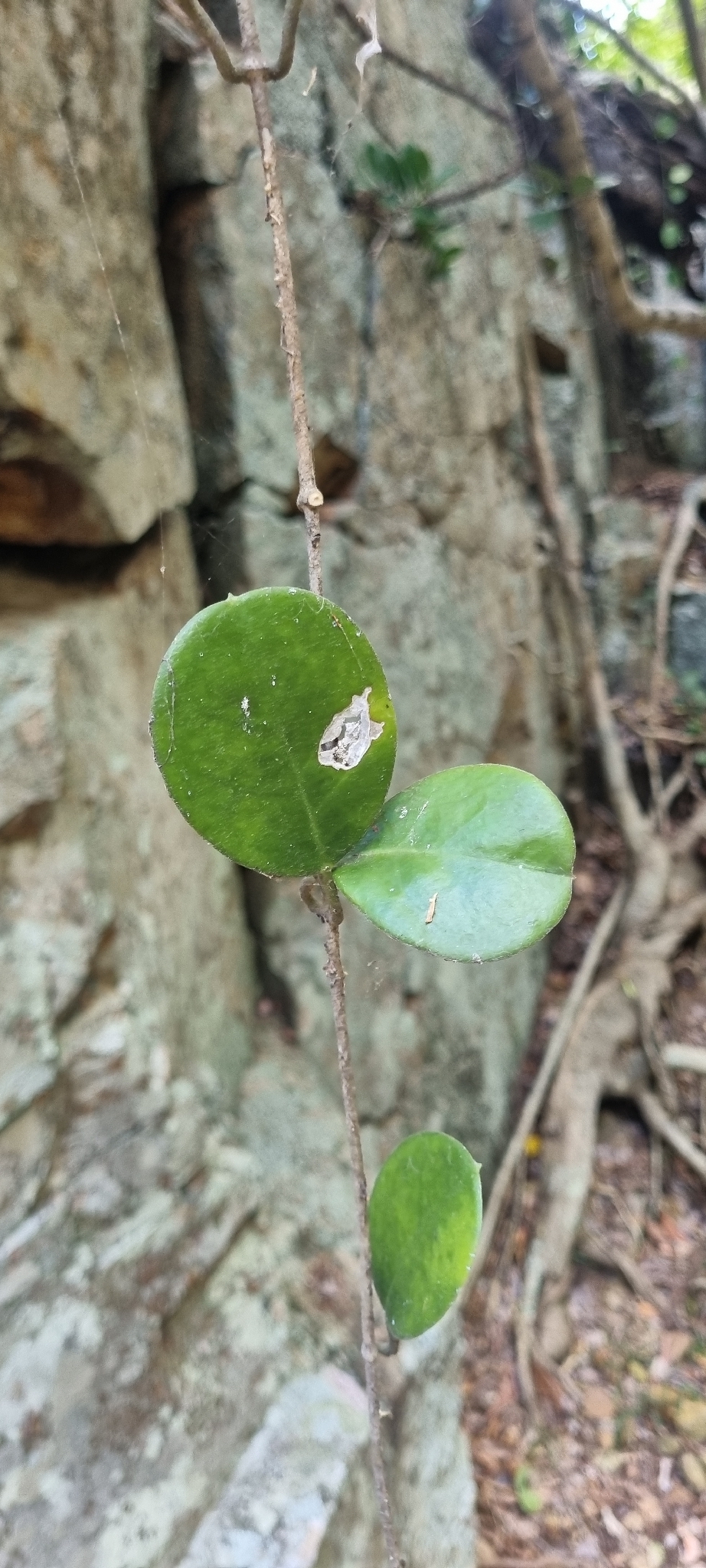 Hoya Australis (Hoya australis)
