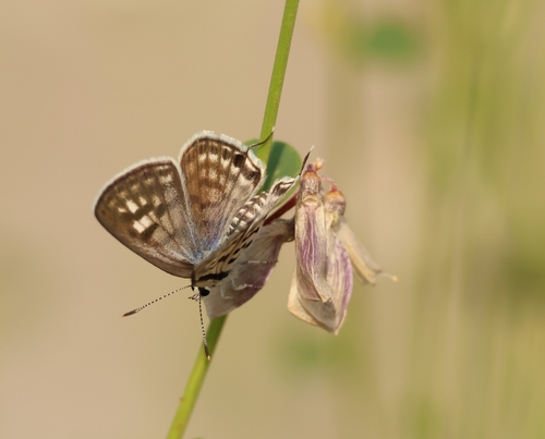 Mediterranean Pierrot