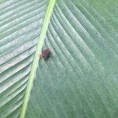 Leptoscelis quadrisignatus