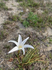 Zephyranthes atamasco image