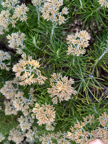Cassinia tenuifolia observed 2026-03-23