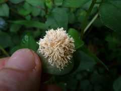 Fungi