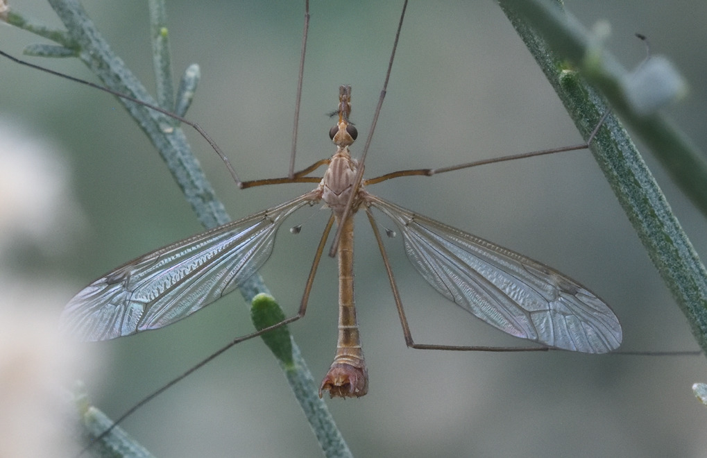 Tipula kirkwoodiana