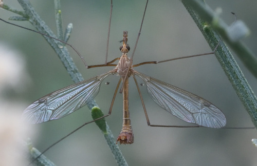 Tipula kirkwoodiana