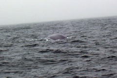 Megaptera novaeangliae