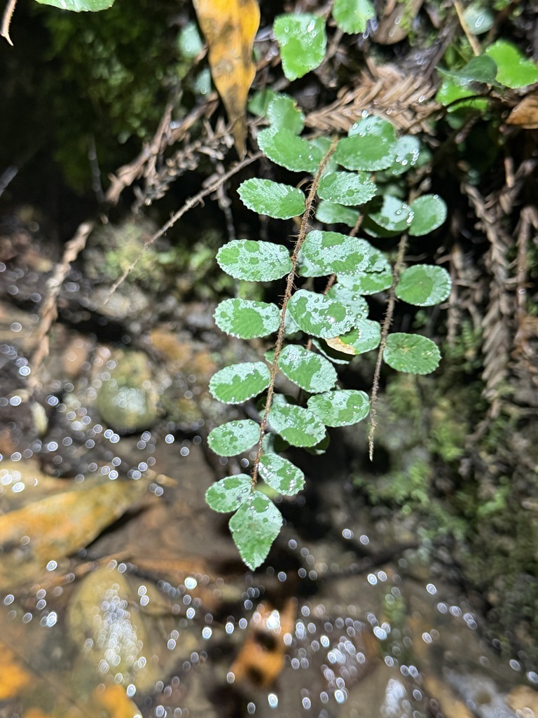 Button fern growing among rocks