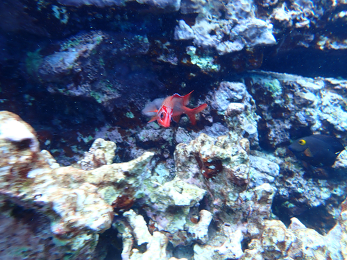 Sargocentron tiere, 2026-04-01