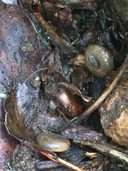 Oxychilus draparnaudi