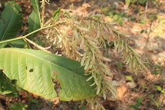 Triplaris americana