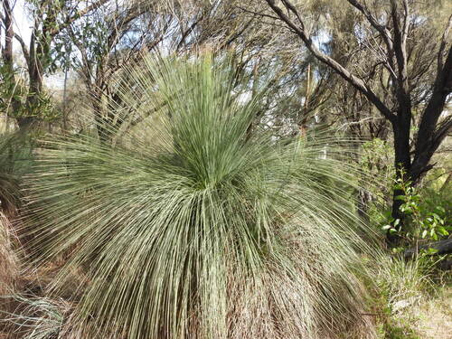 Austral Grass-tree (Xanthorrhoea australis)
