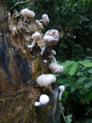 Basidiomycota