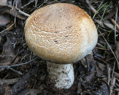 Amanita ochrophylla