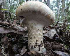 Amanita ochrophylla