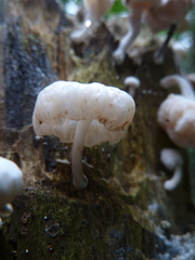 Basidiomycota