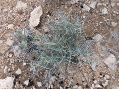 Ephedra nevadensis