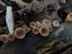 Fungi