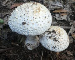 Amanita ananiceps