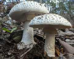 Amanita ananiceps
