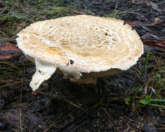 Amanita ochrophylla