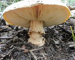 Amanita ochrophylla
