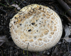 Amanita ochrophylla